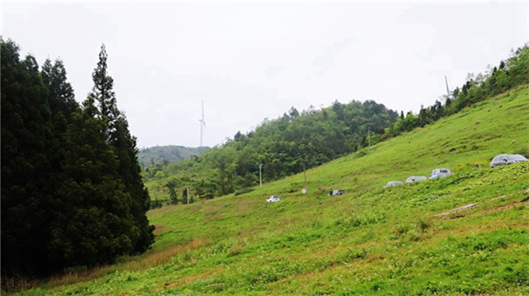 岐山草原。通訊員 洪琳 攝
